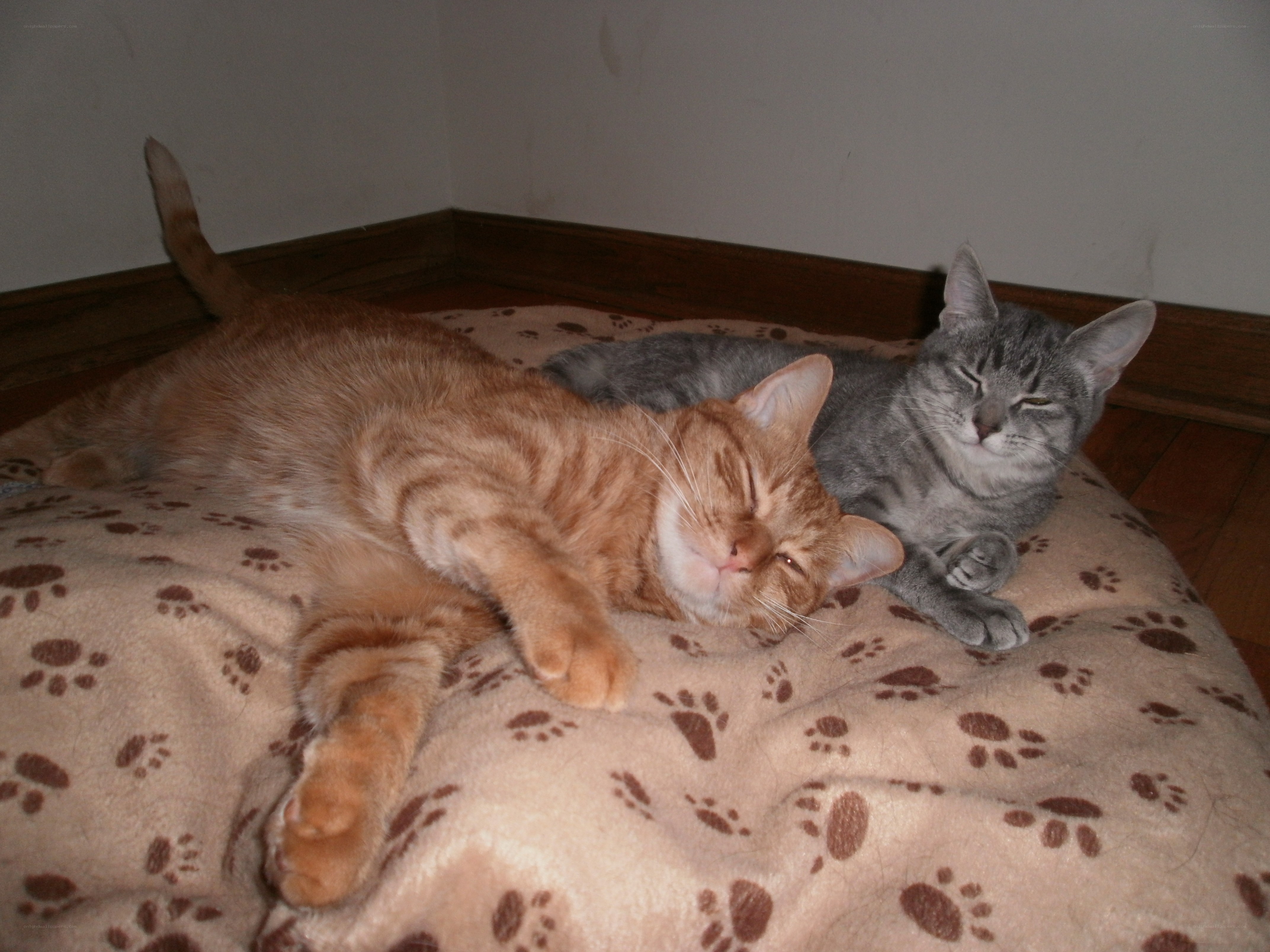 Two cats sleeping together