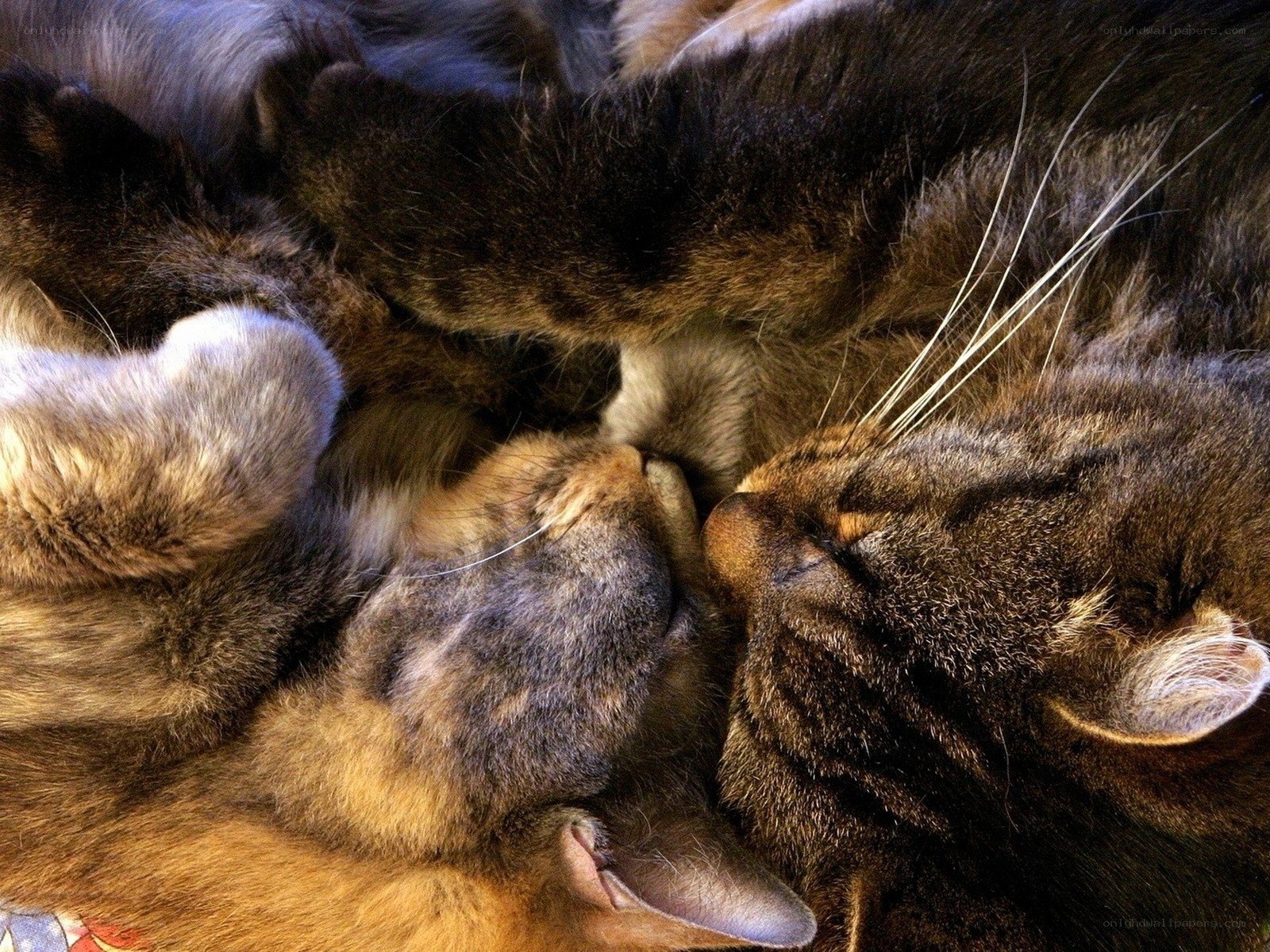 two cats sleeping together