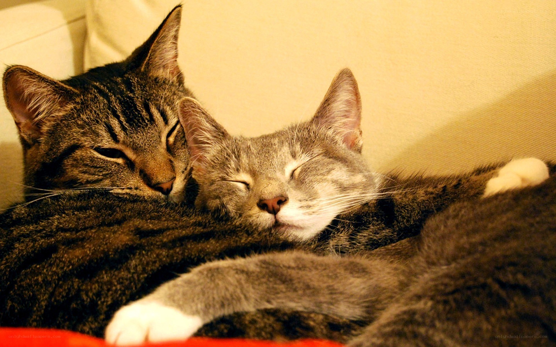 Two cats sleeping together