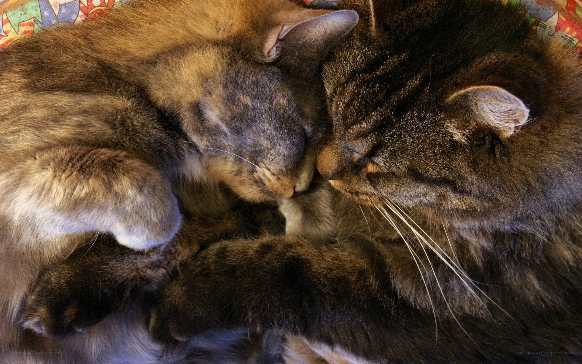two cats sleeping together