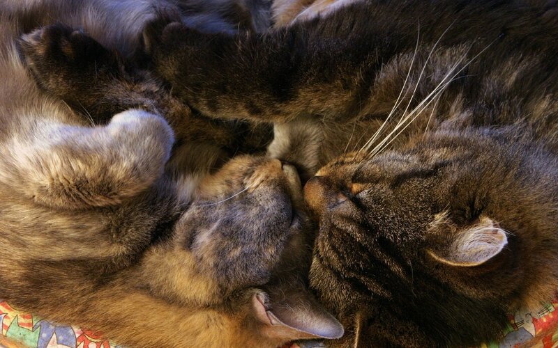 Two cats sleeping together