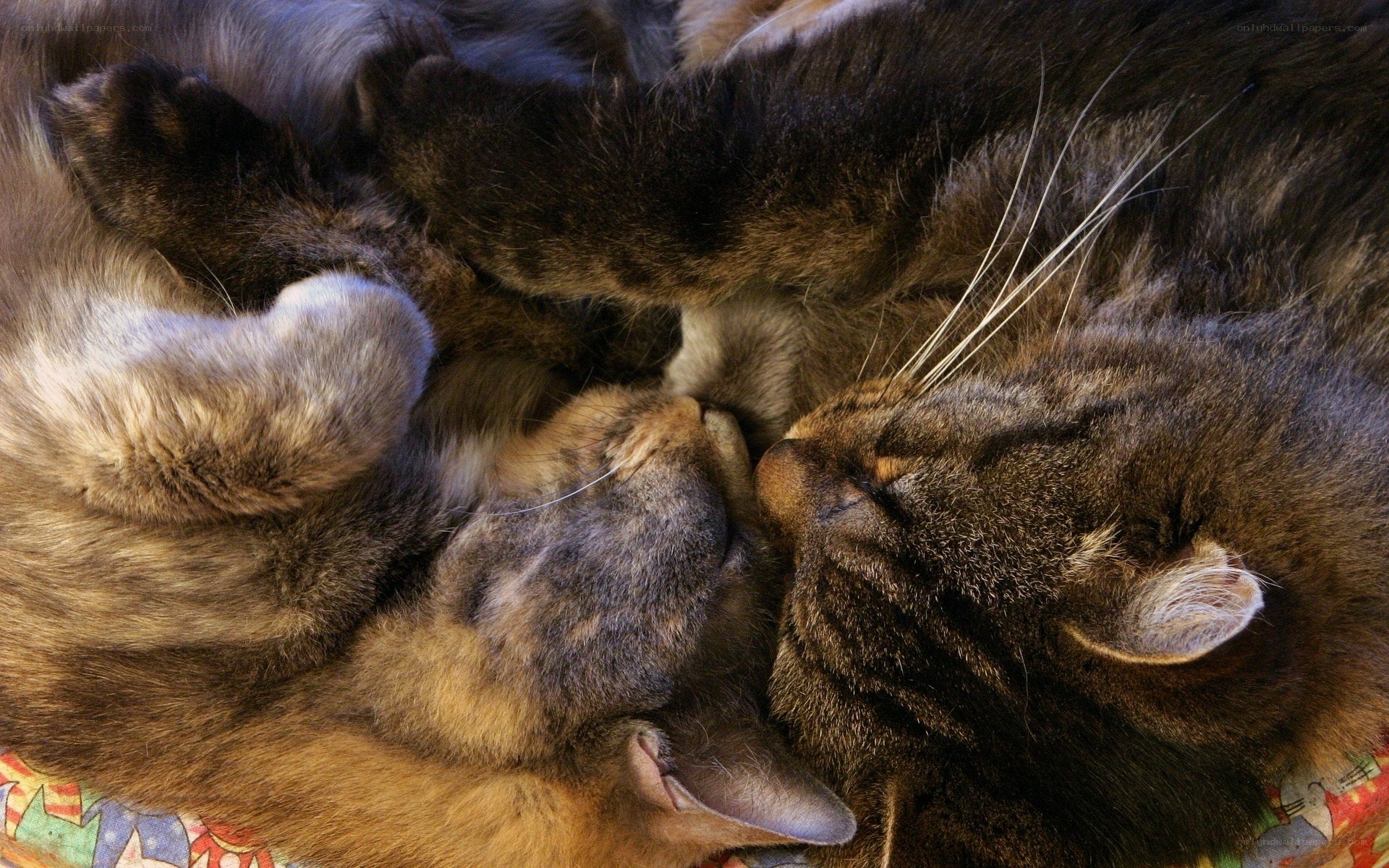 Two cats sleeping together