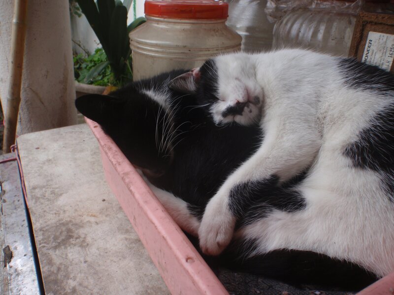 Two cats sleeping together