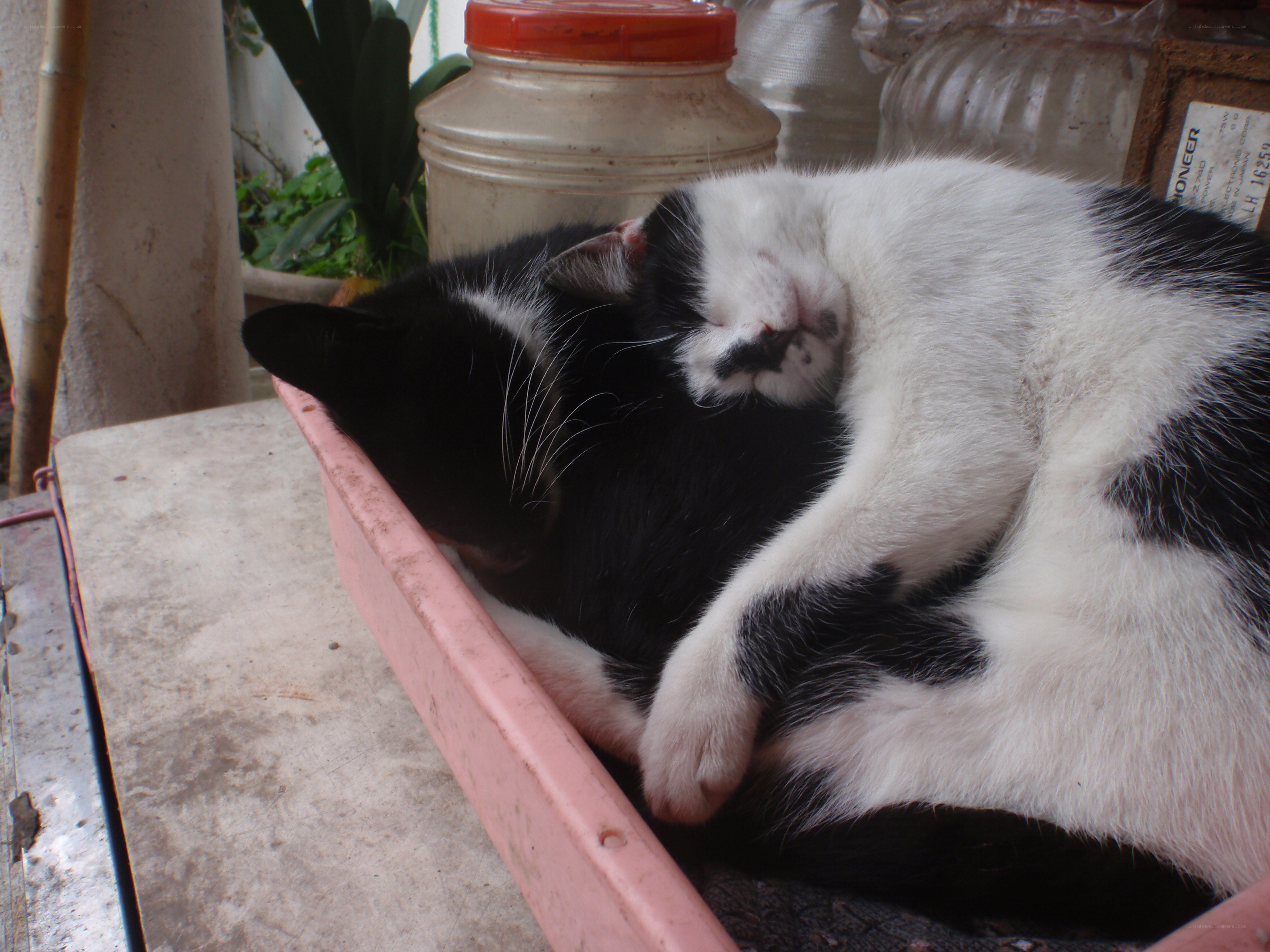 Two cats sleeping together