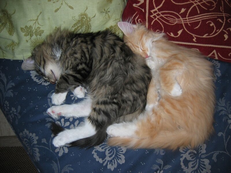 Two cats sleeping together