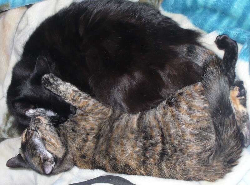 Two cats sleeping together