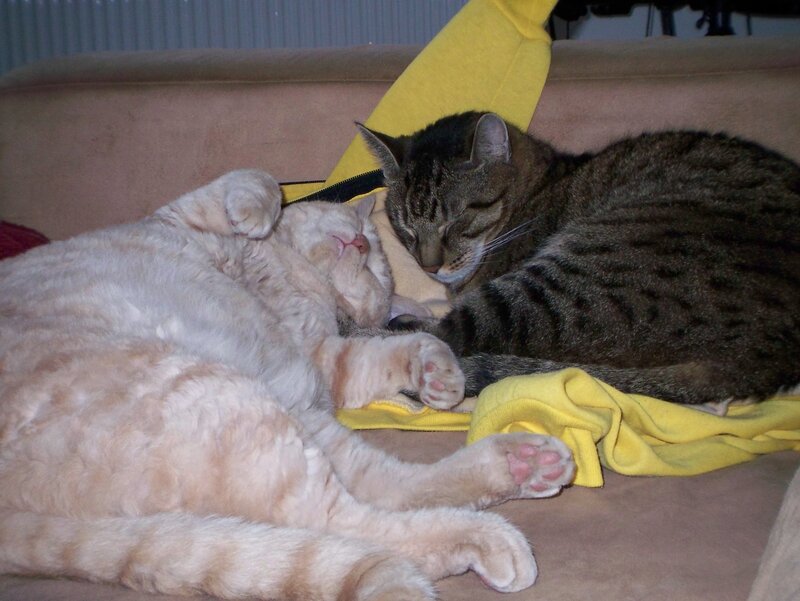 Two cats sleeping together
