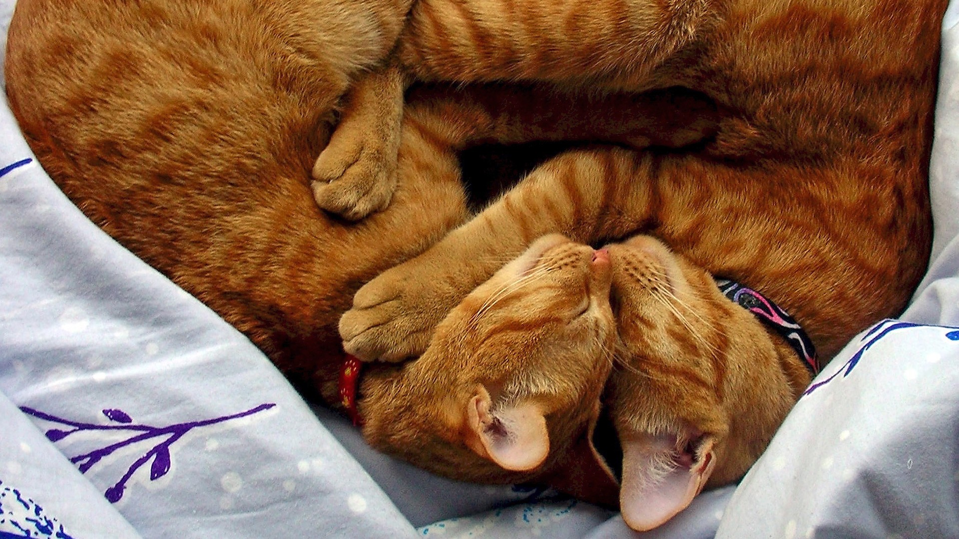Two cats sleeping together