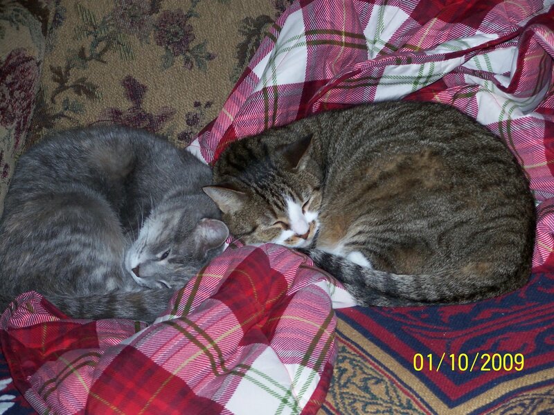 Two cats sleeping together