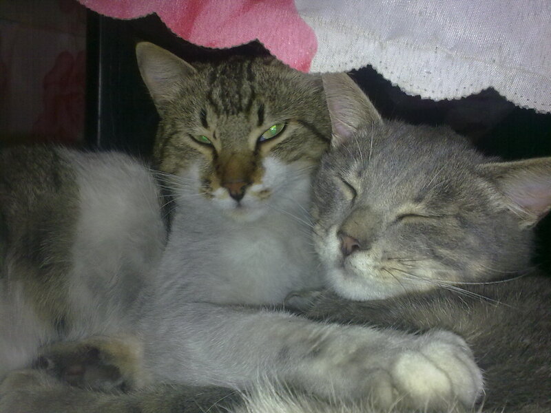 Two cats sleeping together