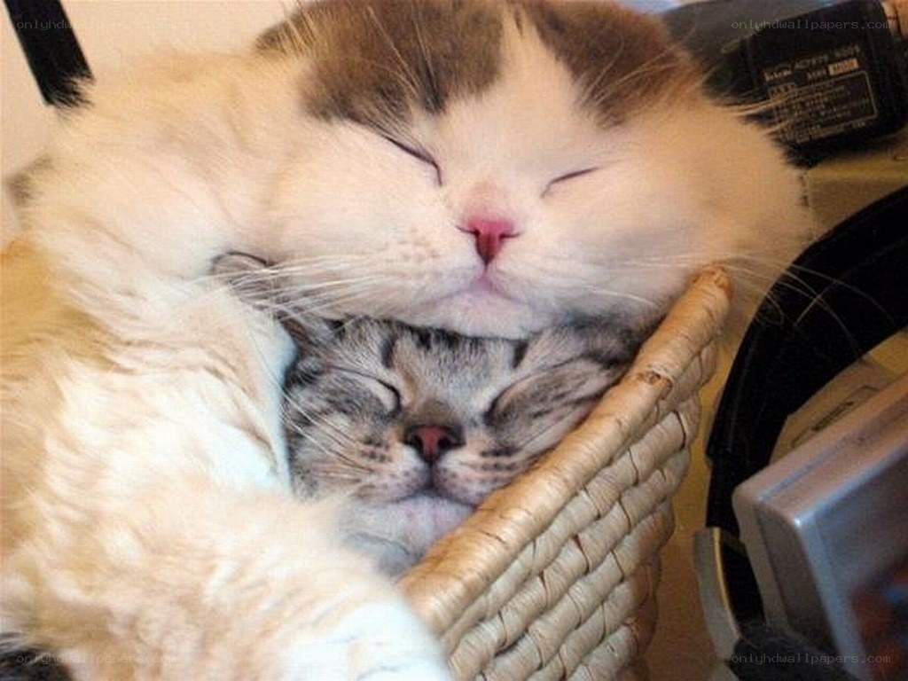Two cats sleeping together