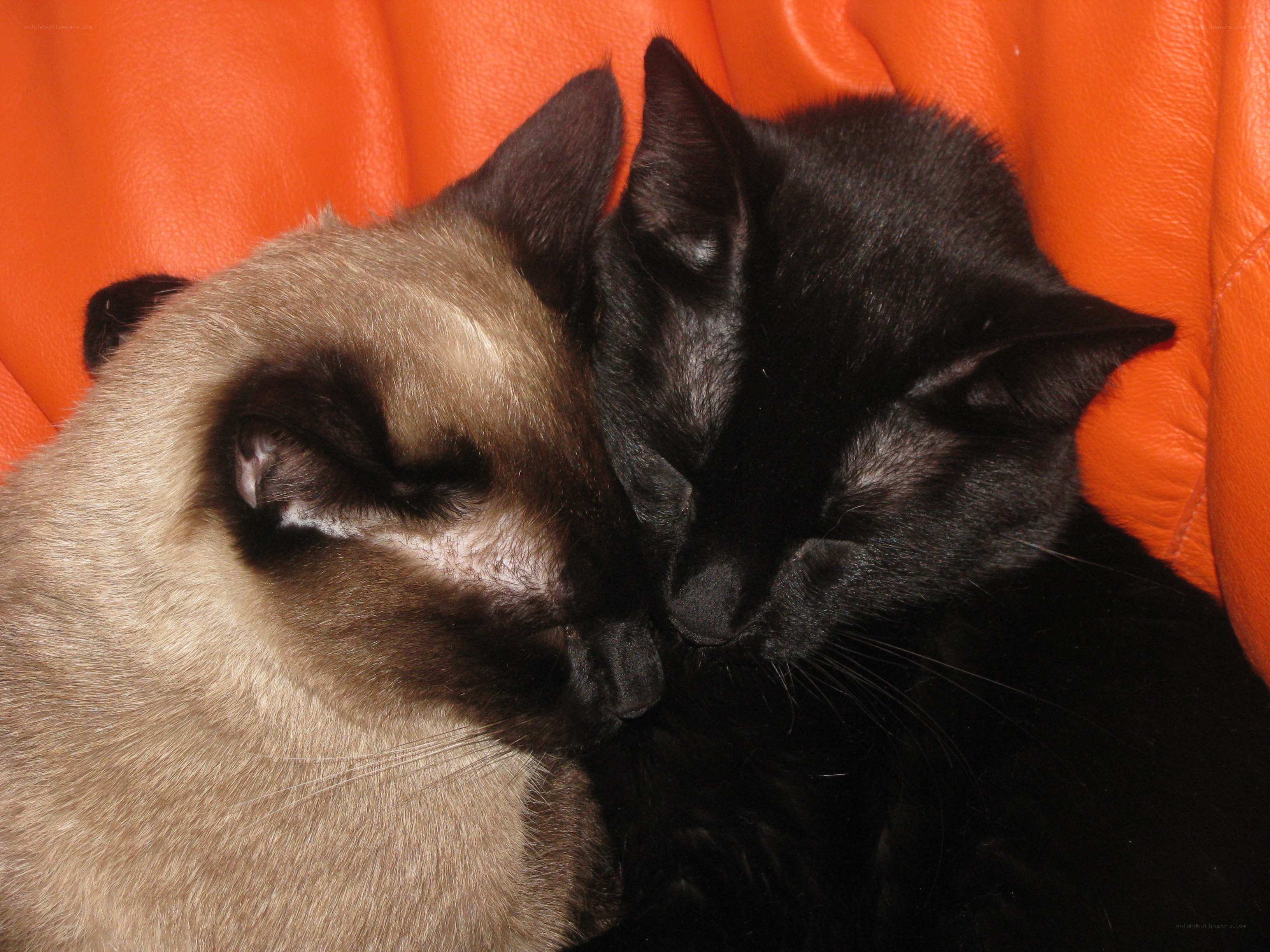 Two cats sleeping together