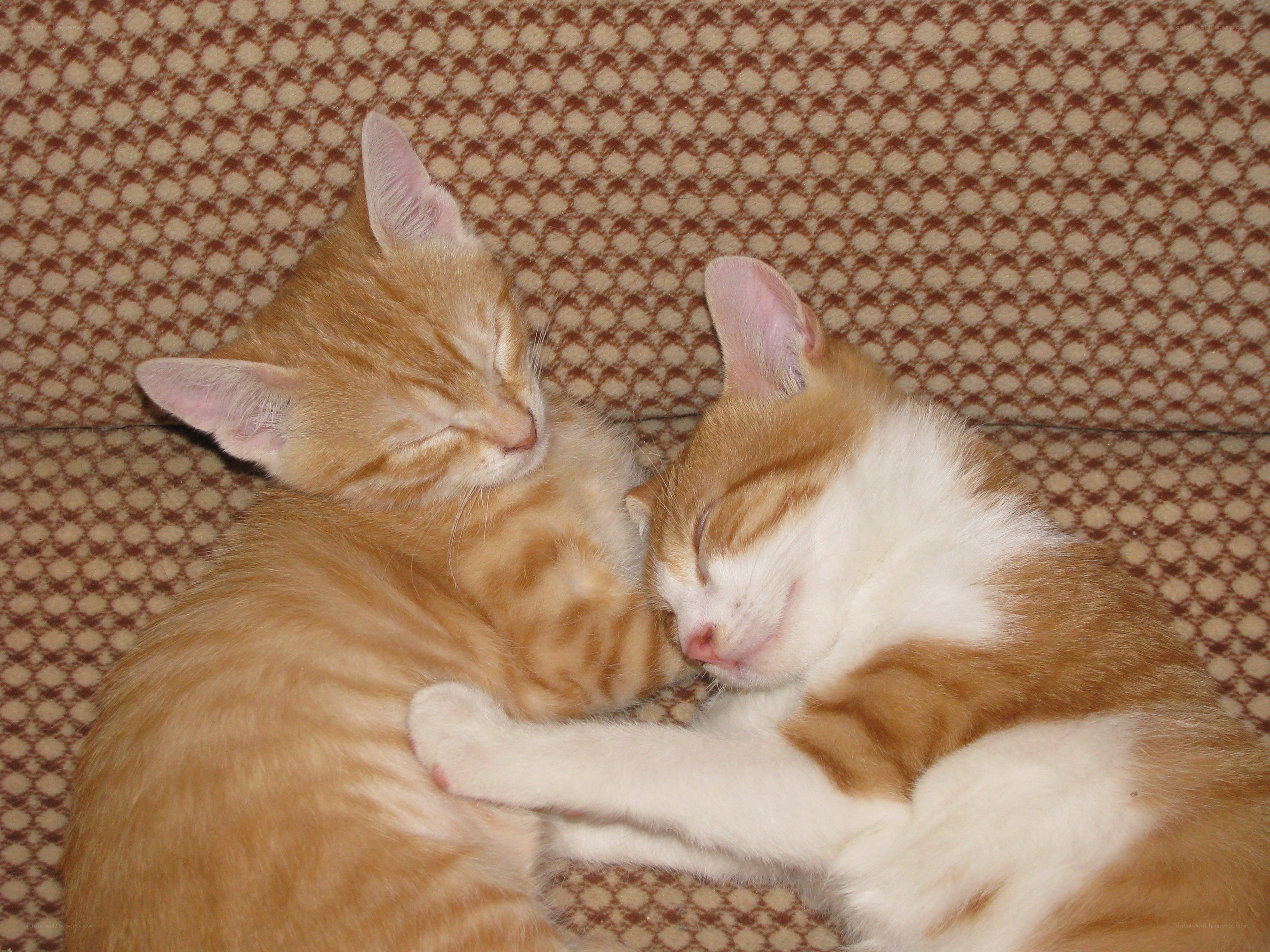 Two cats sleeping together
