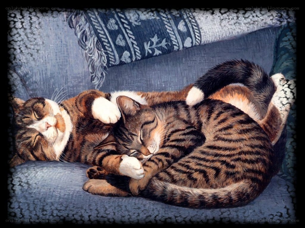 Two cats sleeping together