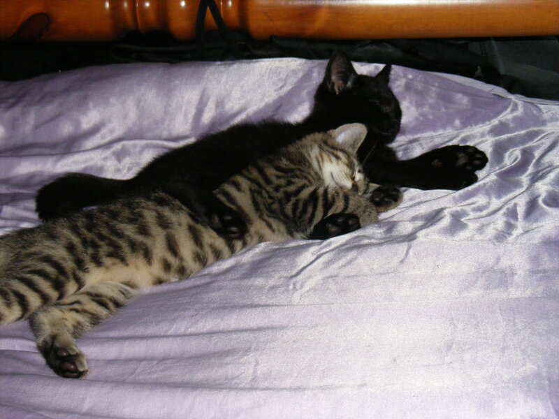 Two cats sleeping together