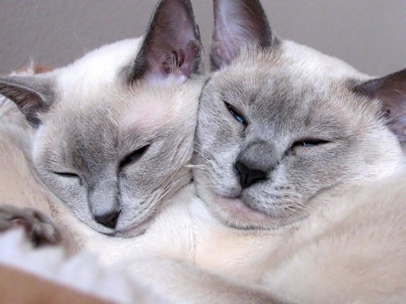 Two cats sleeping together