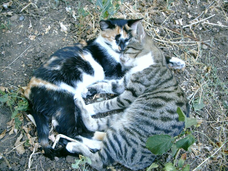 Two cats sleeping together