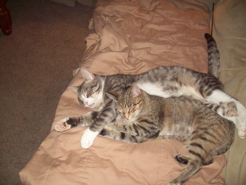 Two cats sleeping together