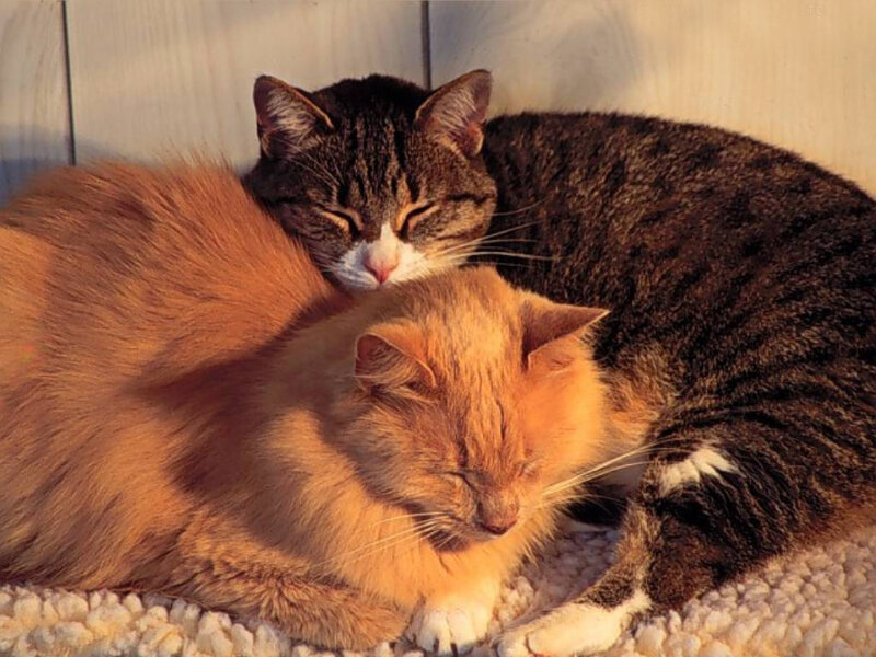 Two cats sleeping together