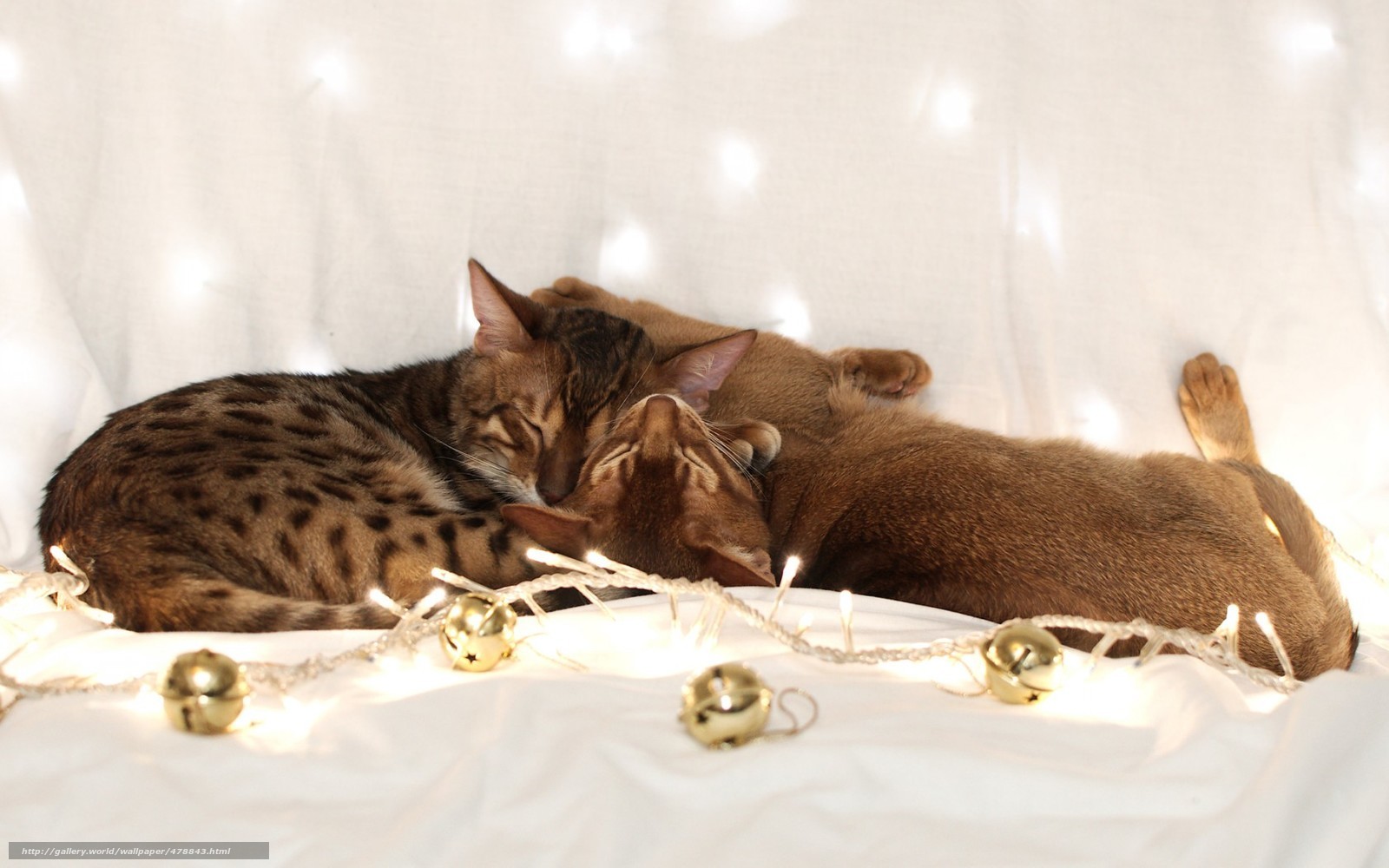 Two cats sleeping together