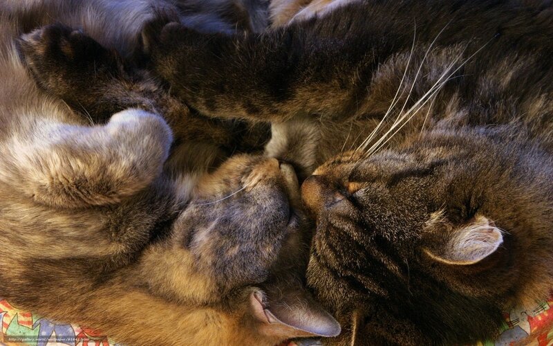 two cats sleeping together