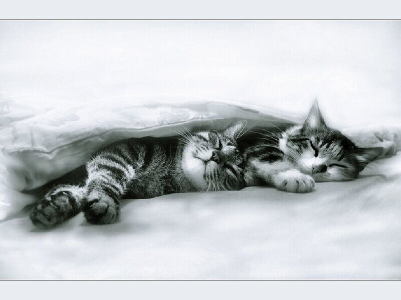 Two cats sleeping under a blanket