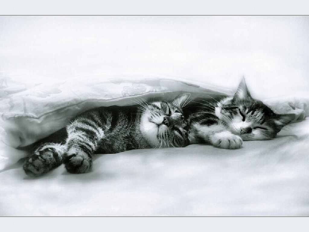 Two cats sleeping under a blanket