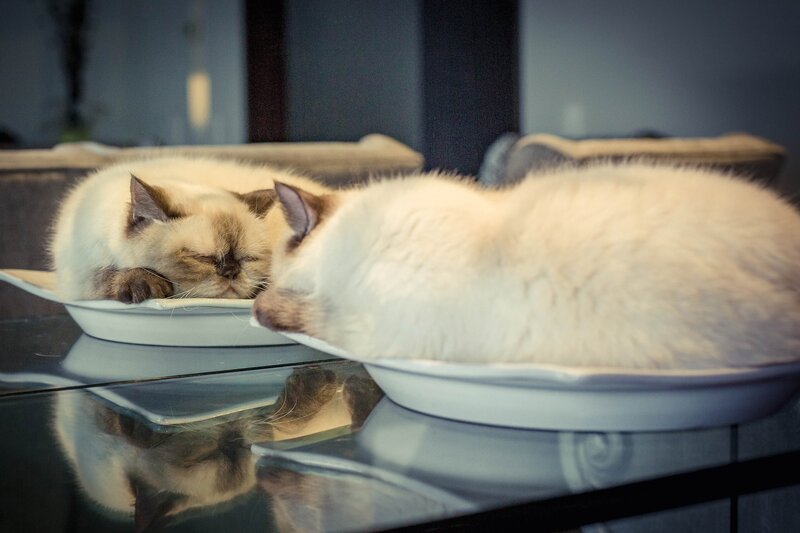 Two Cats Sleeping — White, Calm, Photograph