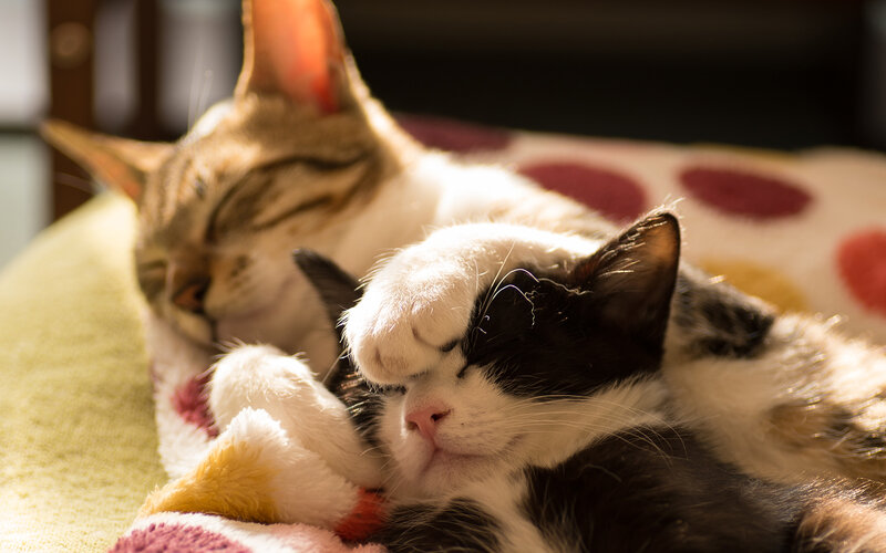 Two Cats Sleeping — White, Peaceful, Afternoon, Photograph, Cat