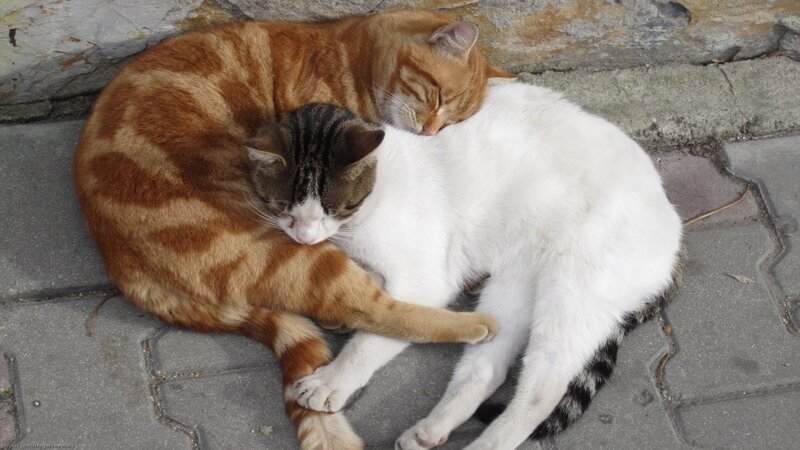 Two Cats Sleeping — White, Peaceful, Afternoon, Photograph