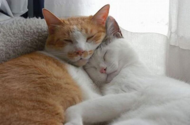 Two Cats Sleeping — White, Peaceful, Morning