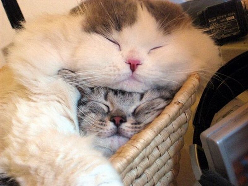 Two Cats Sleeping — White, Peaceful, Photograph, Basket