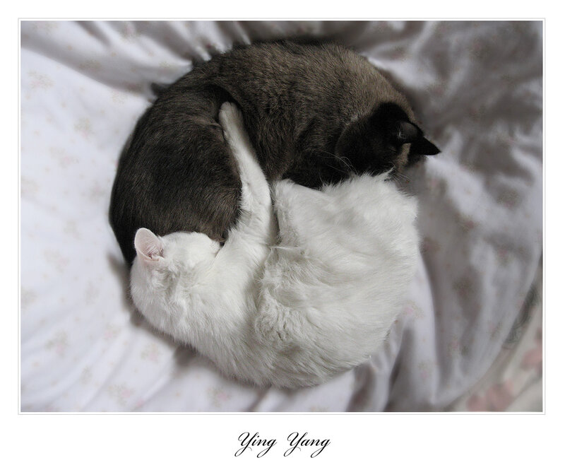 Two Cats Sleeping — White, Peaceful, Photograph, Bed