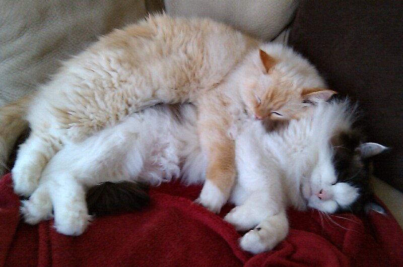 Two Cats Sleeping — White, Peaceful, Photograph, Blanket, Couch