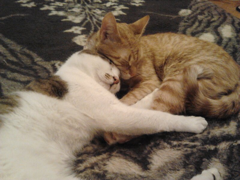 Two Cats Sleeping — White, Peaceful, Photograph, Blanket