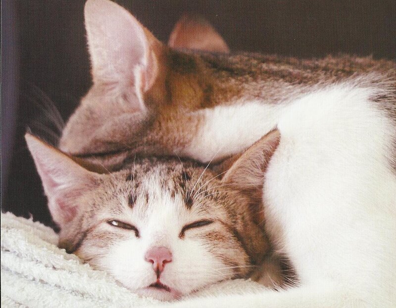 Two Cats Sleeping — White, Peaceful, Photograph, Cat