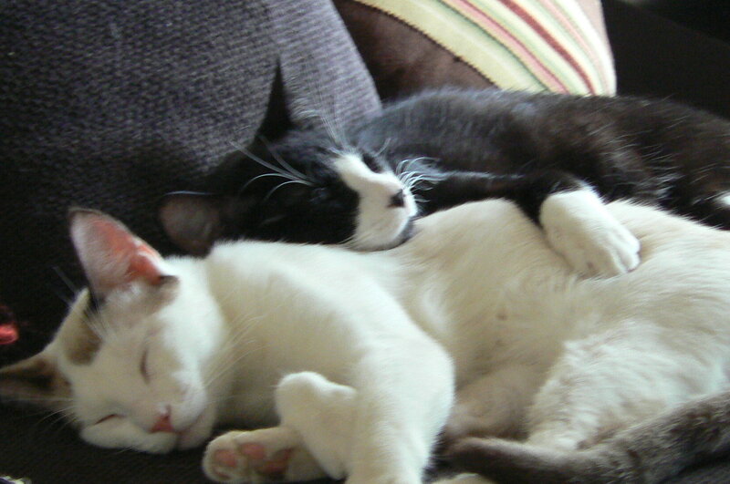 Two Cats Sleeping — White, Peaceful, Photograph, Couch