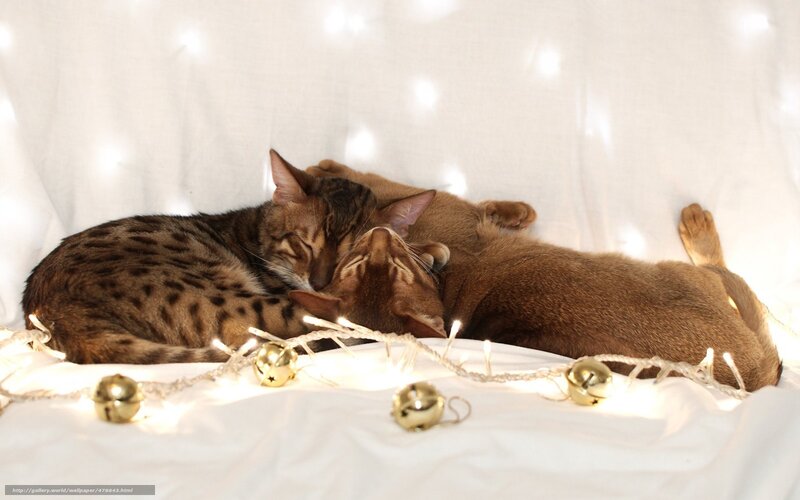 Two Cats Sleeping — White, Peaceful, Photograph, Lights