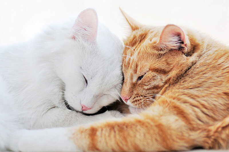 Two Cats Sleeping — White, Peaceful, Photograph