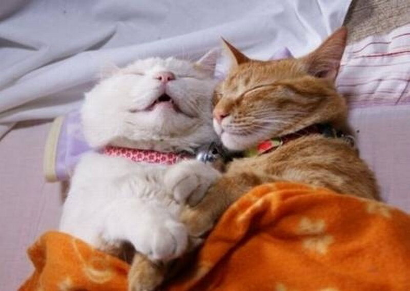 Two Cats Sleeping — White, Peaceful