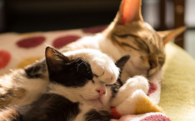 Two Cats Sleeping — White, Serene