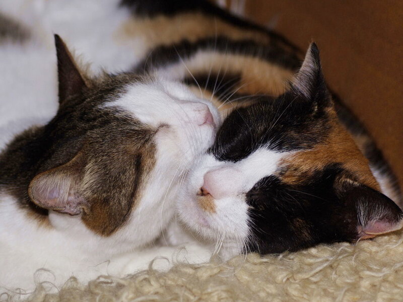Two Cats Sleeping — White