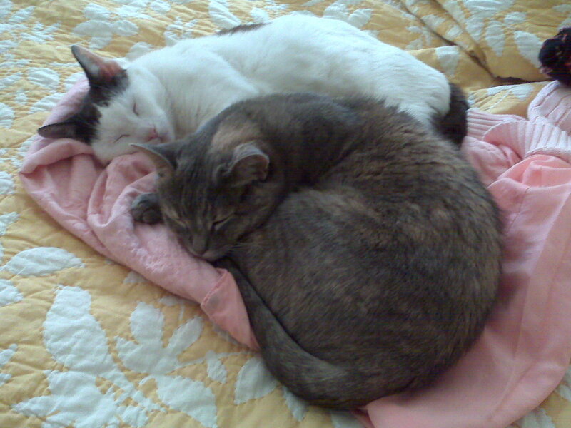 Two Cats Sleeping — Yellow