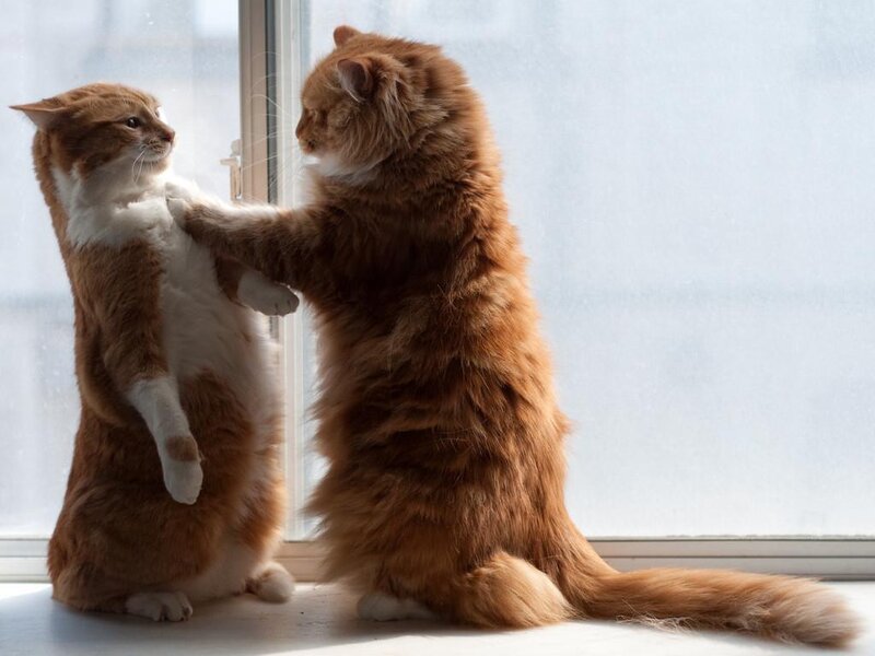 Two Cats Standing