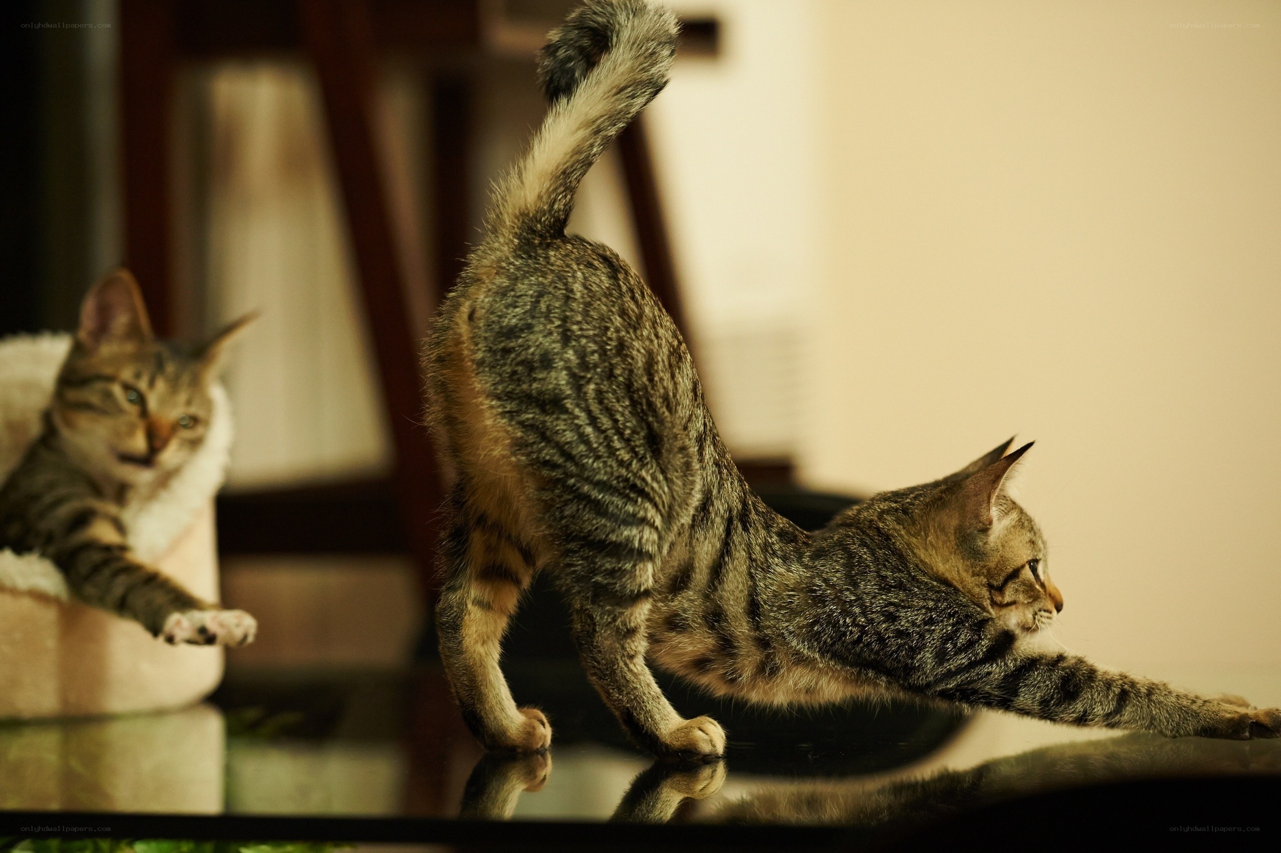 Two cats stretching on a table