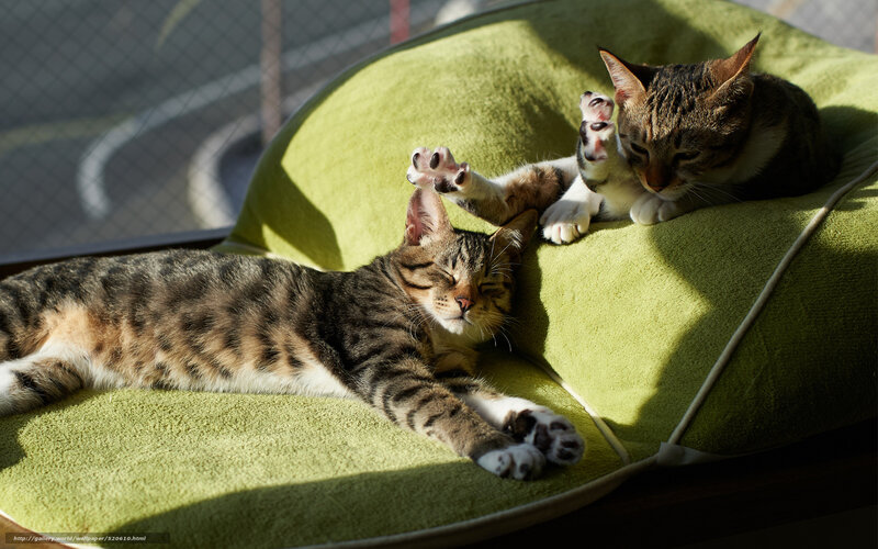 Two cats sunbathing together