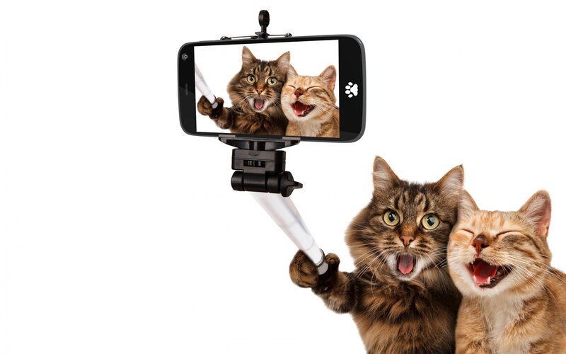 Two Cats Taking Selfie — Brown