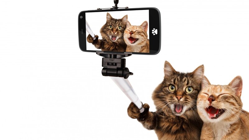 Two Cats Taking Selfie