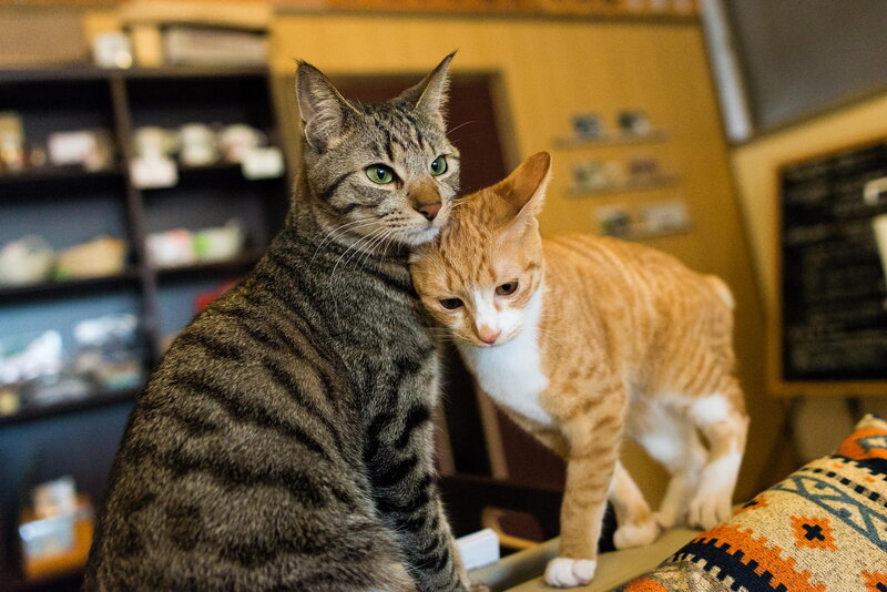 Two Cats Together — Brown, Calm