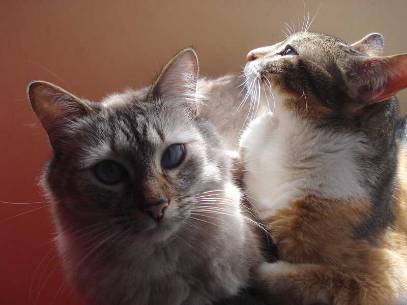 Two Cats Together — Brown